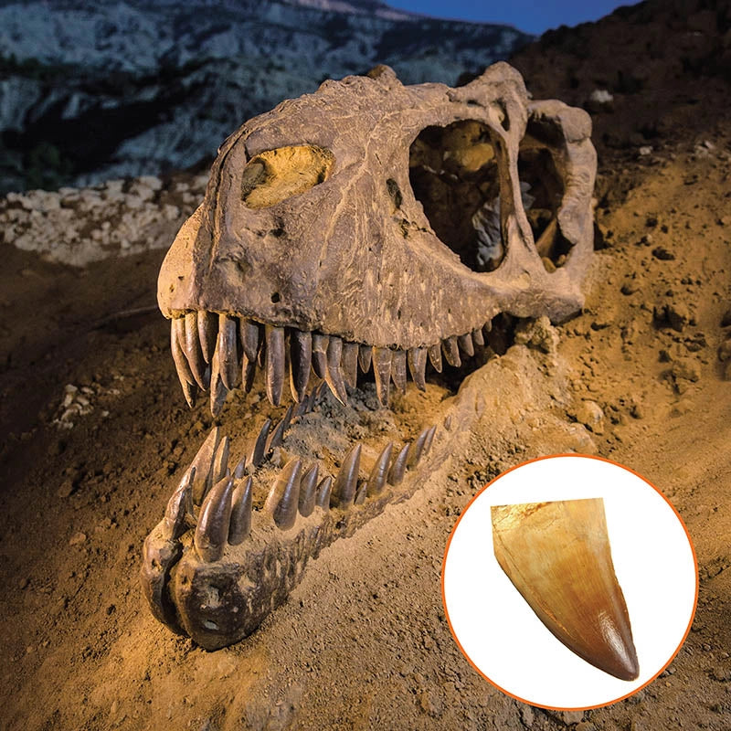 Dinosaur Dig Kit